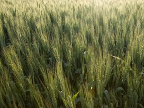 T3 je zadnja priložnost za povečanje oziroma ohranjaje pridelka pšenice in njegove kakovosti.
