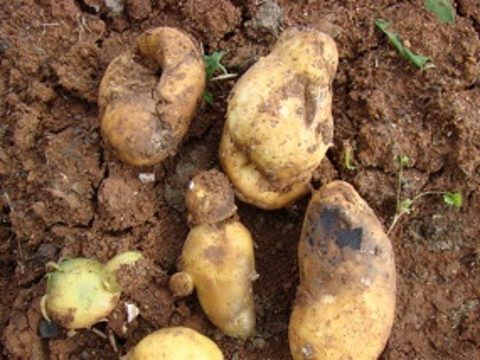 Bela noga je glivična bolezen, ki se pojavlja praktično vsako leto v pridelavi krompirja. Močna infekcija krompirjevega nasada lahko povzroči zmanjšanje pridelka tudi do 20-50 %. Bolezen se prenaša z okuženim semenom, vir okužbe pa so tudi tla in gostiteljske rastline, rastlinski ostanki na krompirišcu.
