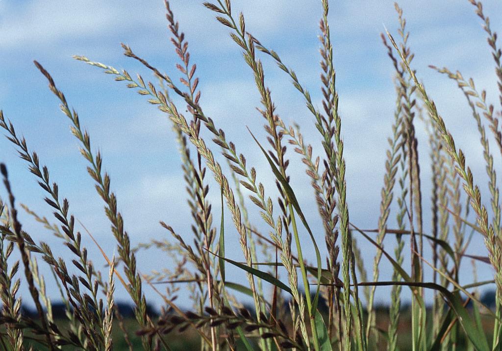 Trpežna ljuljka | Syngenta | Slovenija