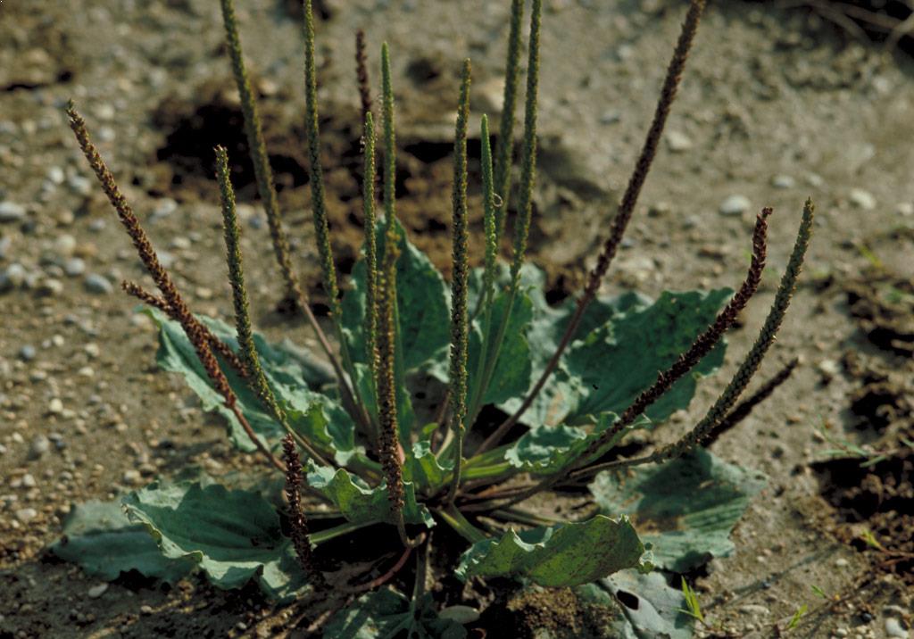 Veliki trpotec | Syngenta | Slovenija