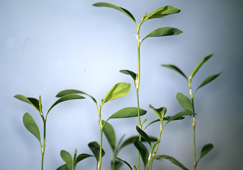 Polav Ptičja dresen | Syngenta | Slovenija