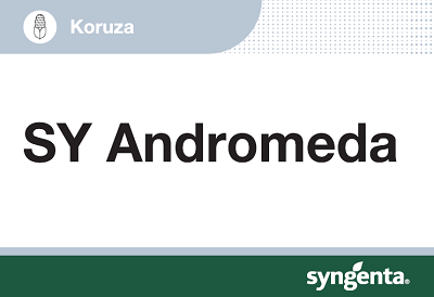 Pozen hibrid za nadstandardne pridelke tudi v sušnejših območjih.