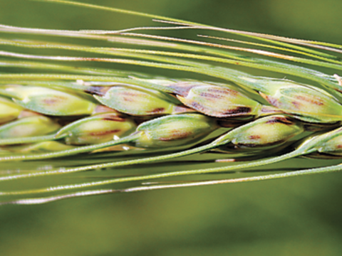 Za preventivno varstvo pred rjavenjem pšeničnih plev priporočamo pripravek Elatus Era, ki s svojim učinkovitim in dolgotrajnim delovanjem uspešno kontrolira bolezni klasa in vpliva na podaljšano nalivanje zrnja, s tem pa na višje, bolj kakovostne pridelke