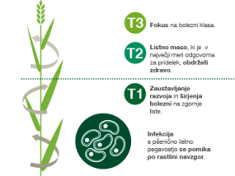 Pridelovalci pšenice, ki planirate visoke in hkrati kakovostne pridelke nedvomno opravite vsaj dve škropljenji v teku rastne sezone (T1 in T3).