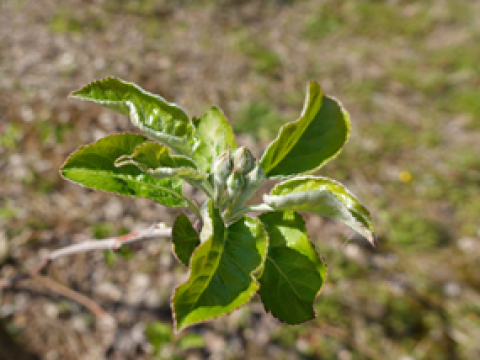 Jablanov škrlup (Venturia inaequalis) je najpomembnejša bolezen jablan, ki lahko močno vpliva na količino in kakovost pridelka. Ključni trenutek za njegovo obvladovanje je prav začetek vegetacije, ko se sproščajo askospore in prihaja do prvih – primarnih okužb. Primarne okužbe predstavljajo osnovo za nadaljnji razvoj bolezni. 