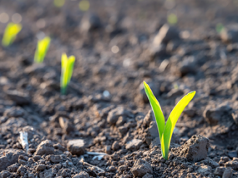 Biostimulanti iz naše ponudbe so popolnoma kompatibilni z našimi herbicidi za koruzo in pomagajo posevku prebroditi najtežje razmere.