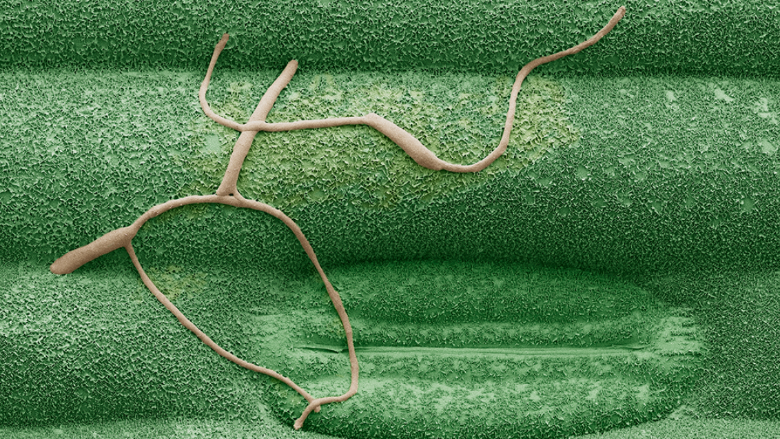 Septoria 1 dan po okužbi