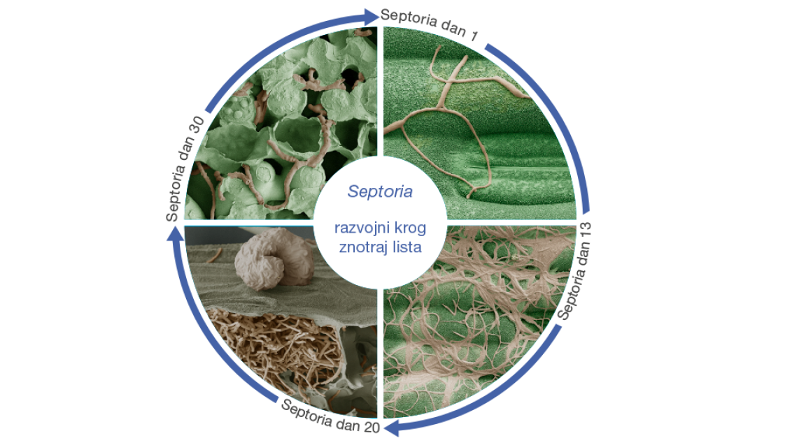 Septoria - razvojni krog znotraj lista