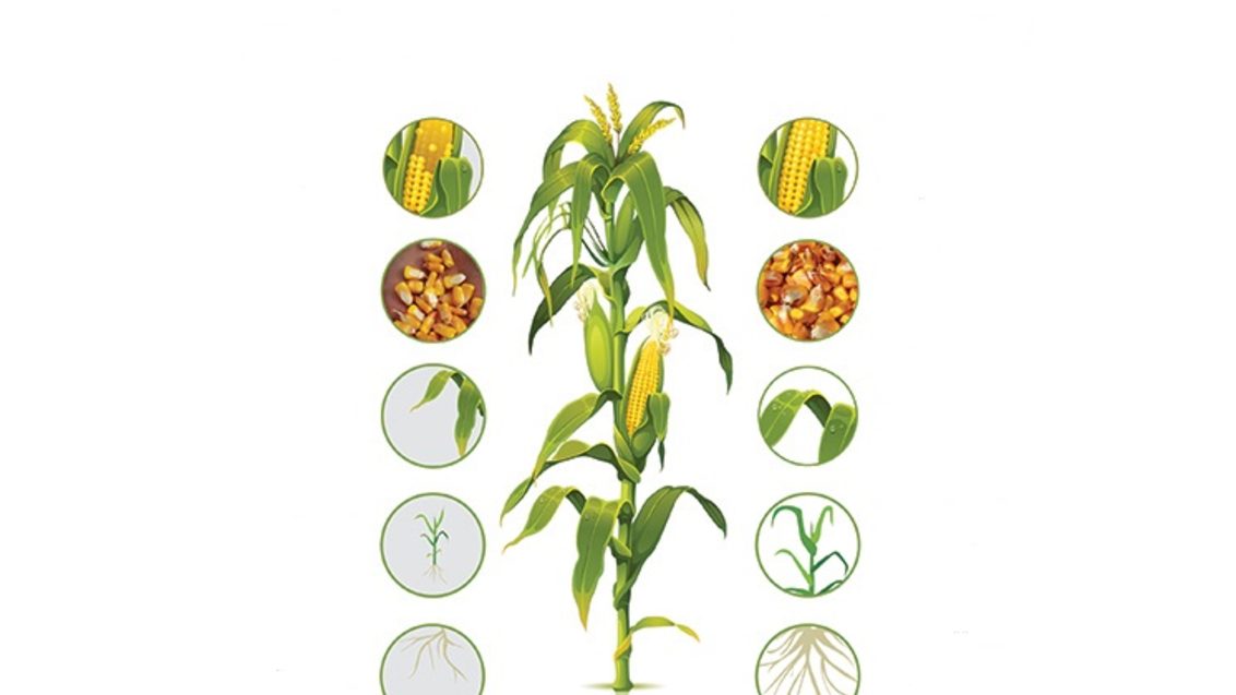 Za ARTESIAN  hibride so bili odbrani samo najboljši geni z namenom v stresnih razmerah izboljšati vnos vode in hranil v rastlino ter vzdrževati njeno normalno rast in razvoj čim dlje časa.