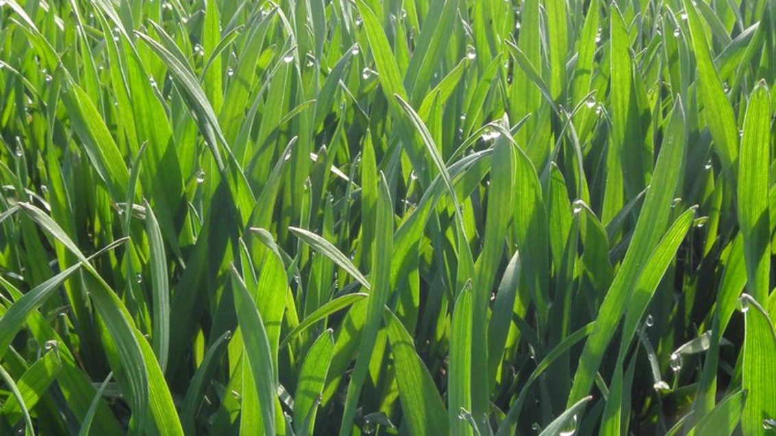 Cilj varstva pšenice pred boleznimi je ohranjanje zdrave listne mase vse do konca sezone. Bolezni v povprečju zmanjšujejo pridelek pšenice za 30 %, v ugodnih letih za njhov razvoj pa še veliko več. Poleg tega izredno negativno vplivajo na kakovost pridela