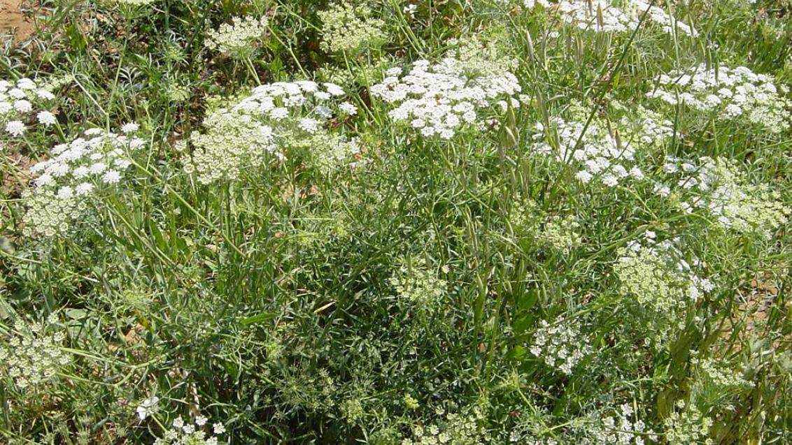 Velika peščenica, Enoletne dvokalicnice (širokolistni pleveli)