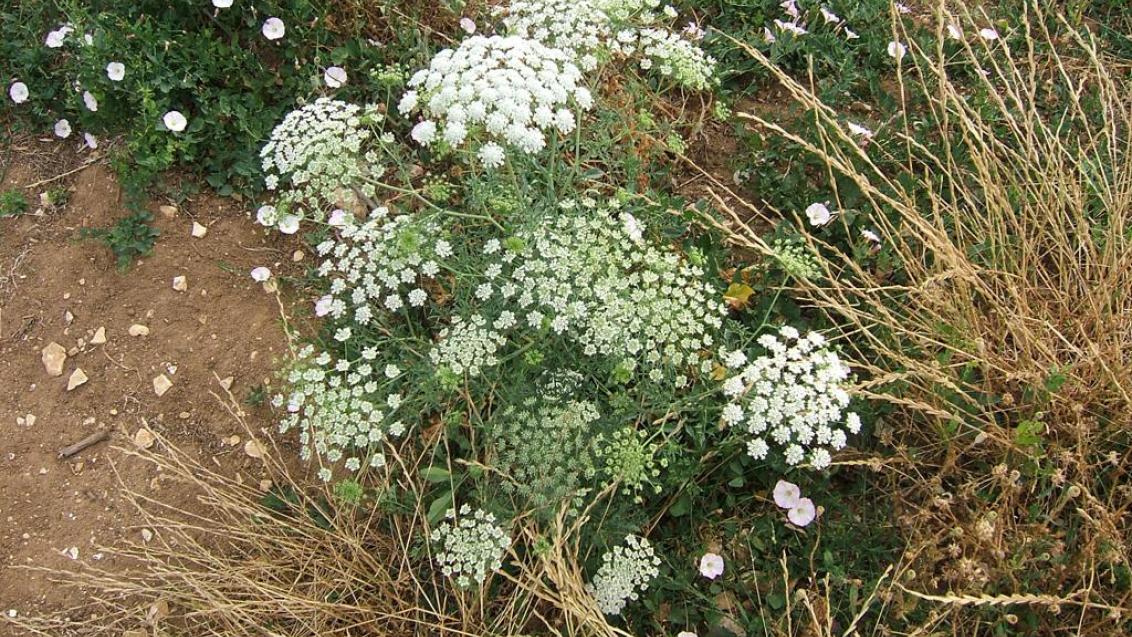 Velika peščenica, Enoletne dvokalicnice (širokolistni pleveli)