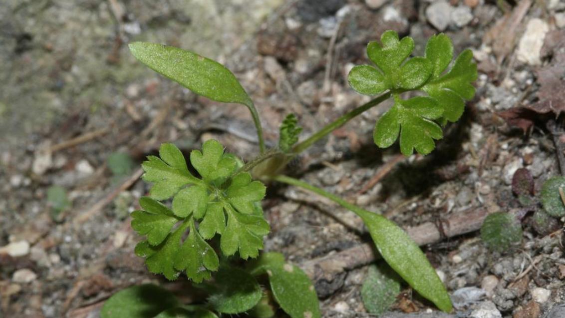 Oslovska krebuljica, Enoletne dvokalicnice (širokolistni pleveli)