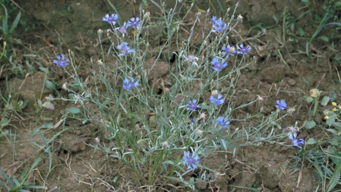 Modri glavinec, Enoletne dvokalicnice (širokolistni pleveli)