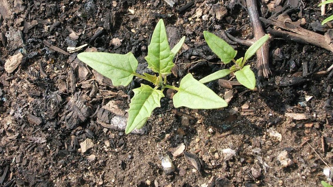 Izrodna metlika, Enoletne dvokalicnice (širokolistni pleveli)