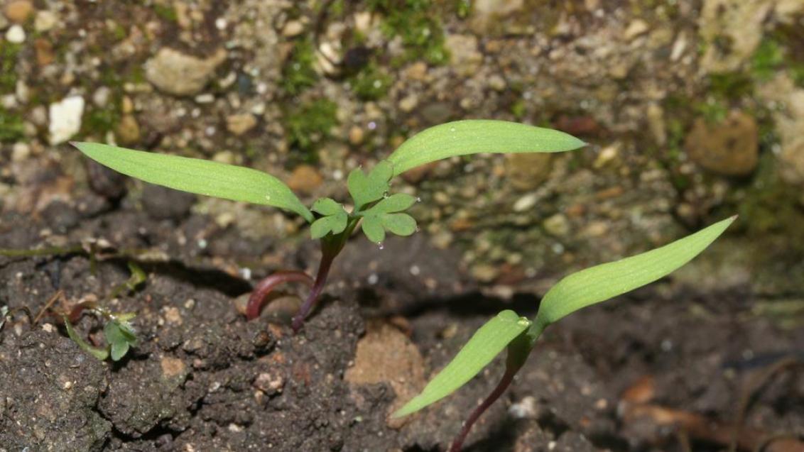 Vitičasta rosnica, Enoletne dvokalicnice (širokolistni pleveli)