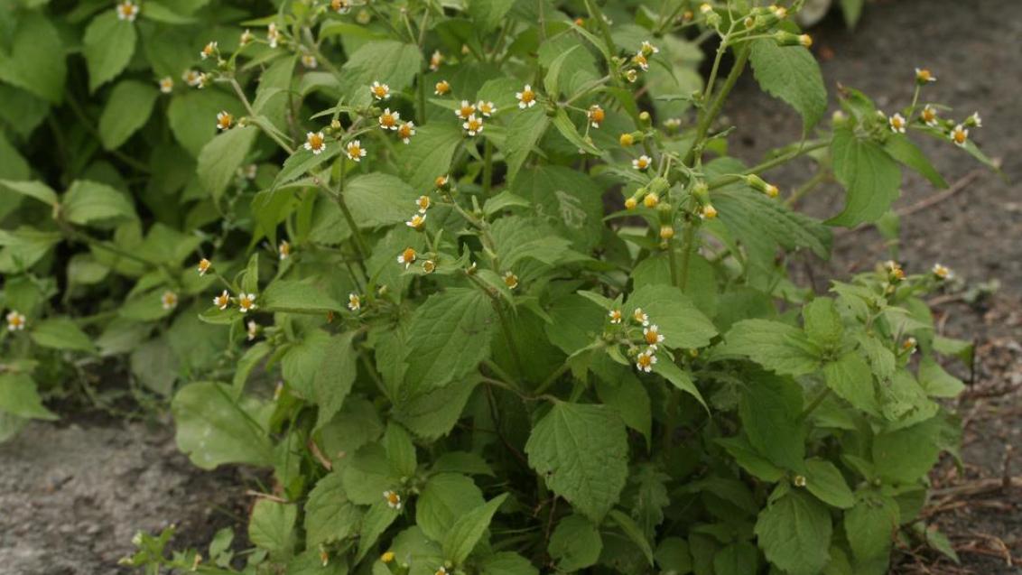 Vejicati rogovilček, Enoletne dvokalicnice (širokolistni pleveli)