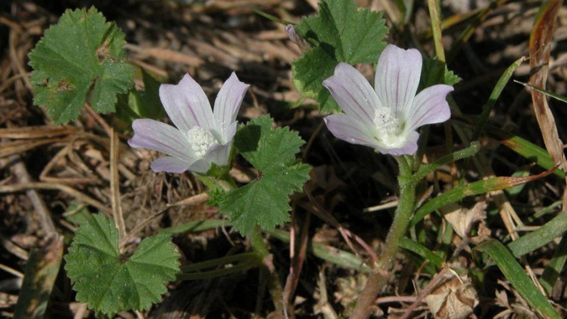 Navadni slezenovec, Enoletne dvokalicnice (širokolistni pleveli)