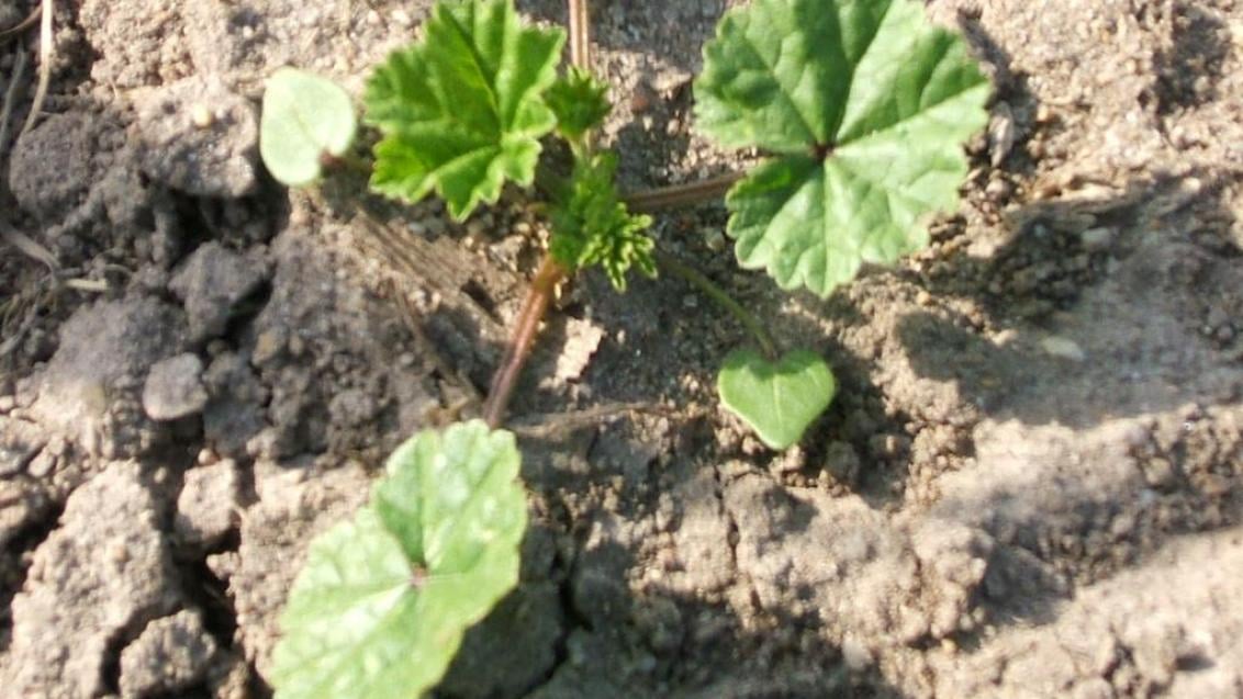 Navadni slezenovec, Enoletne dvokalicnice (širokolistni pleveli)