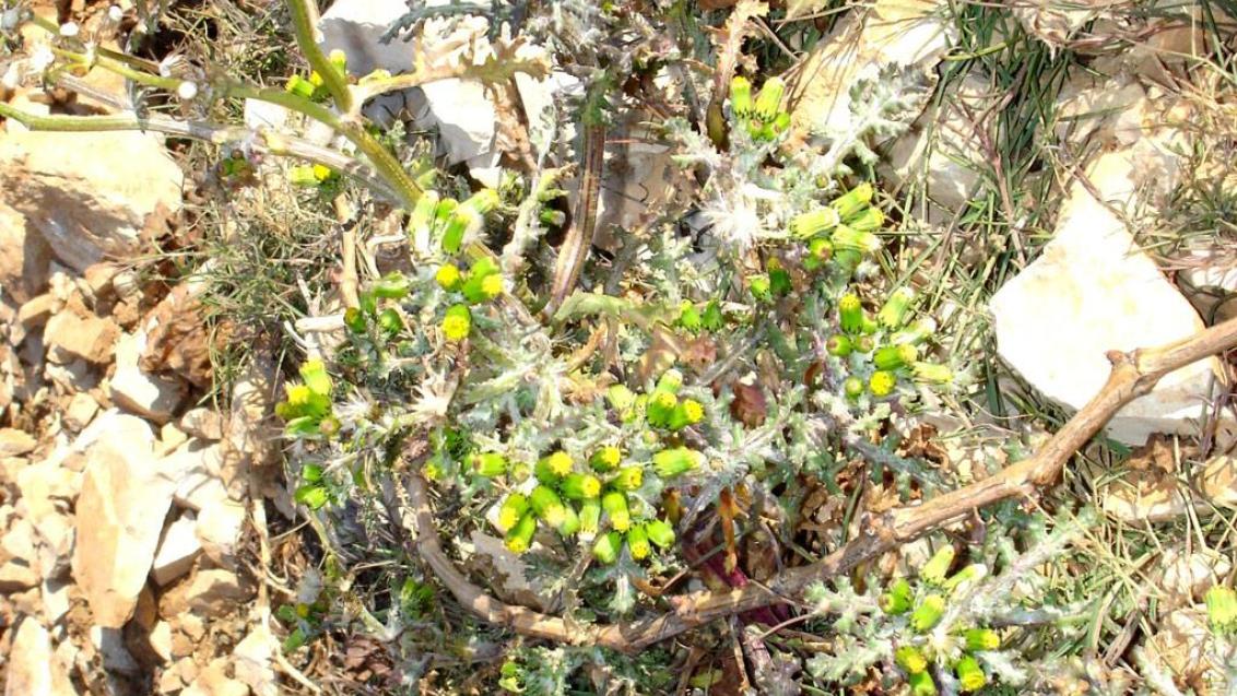 Navadni grint, Enoletne dvokalicnice (širokolistni pleveli)