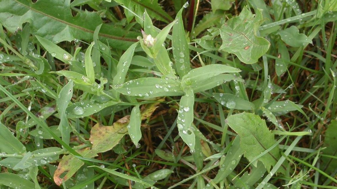 Navadna pokalica, Trajne dvokalicnice (širokolistni pleveli)
