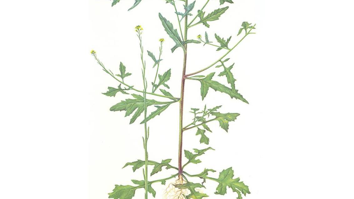 Navadni dihnik, Enoletne dvokalicnice (širokolistni pleveli)