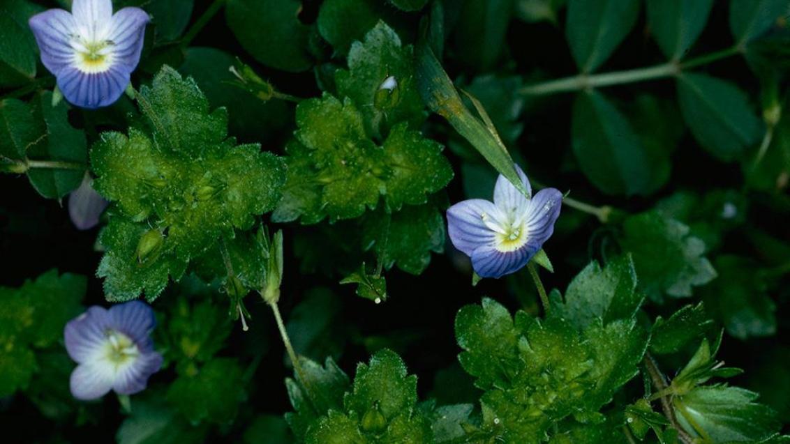 Njivski jetičnik, Enoletne dvokalicnice (širokolistni pleveli)