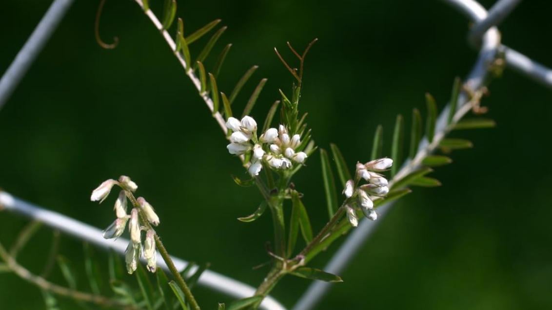 Dlakava grašica, Enoletne dvokalicnice (širokolistni pleveli)