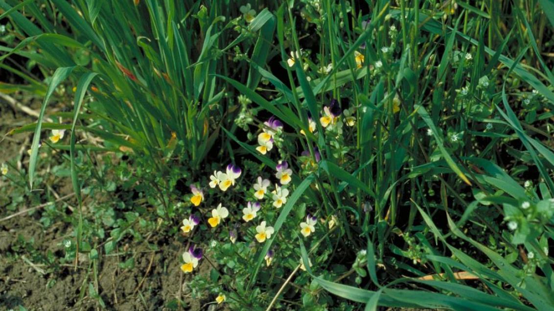 Divja vijolica, Enoletne dvokalicnice (širokolistni pleveli)