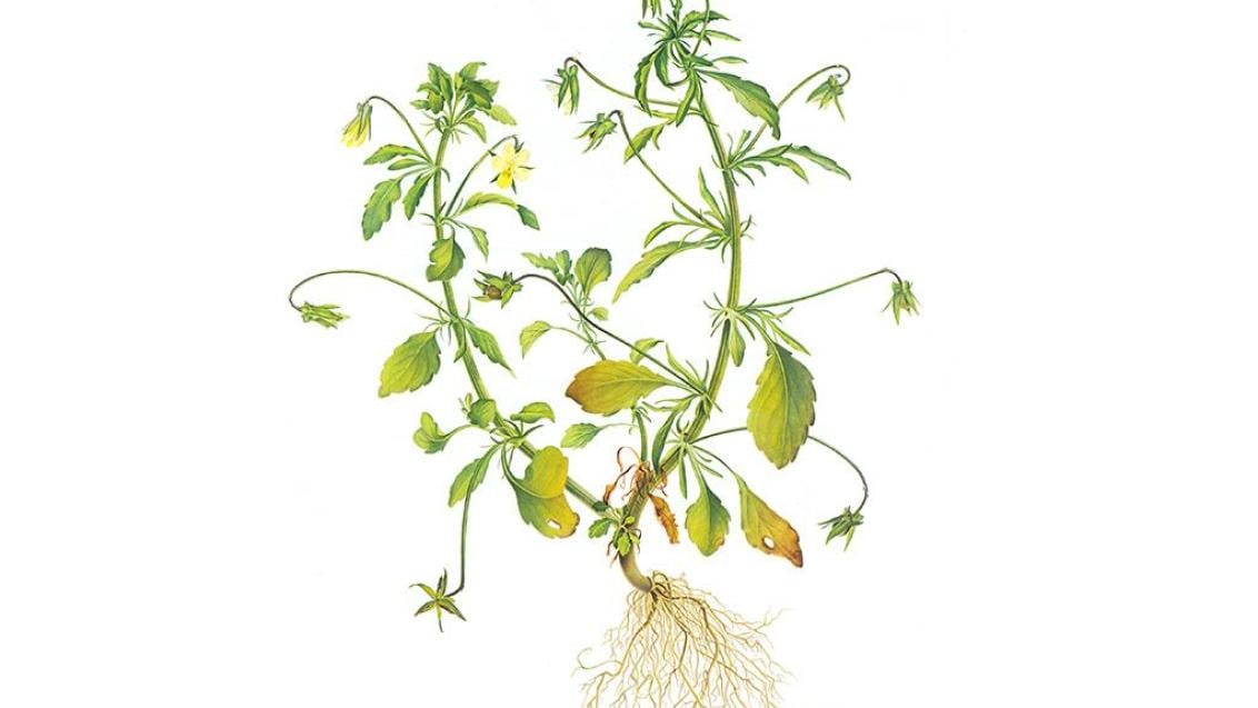 Divja vijolica, Enoletne dvokalicnice (širokolistni pleveli)