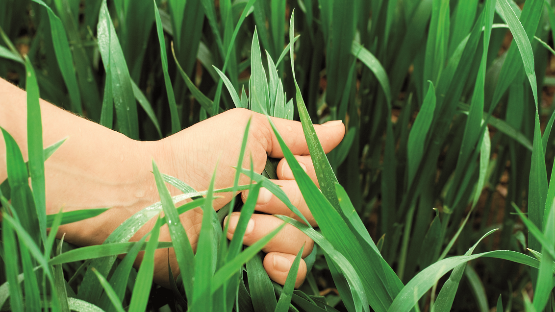 Za zagotavljanje pridelka je ključnega pomena ohranjanje zdrave listne mase, zato v nadaljevanju sezone izbiramo najmočnejše fungicide. Priporočamo ELATUSEra.