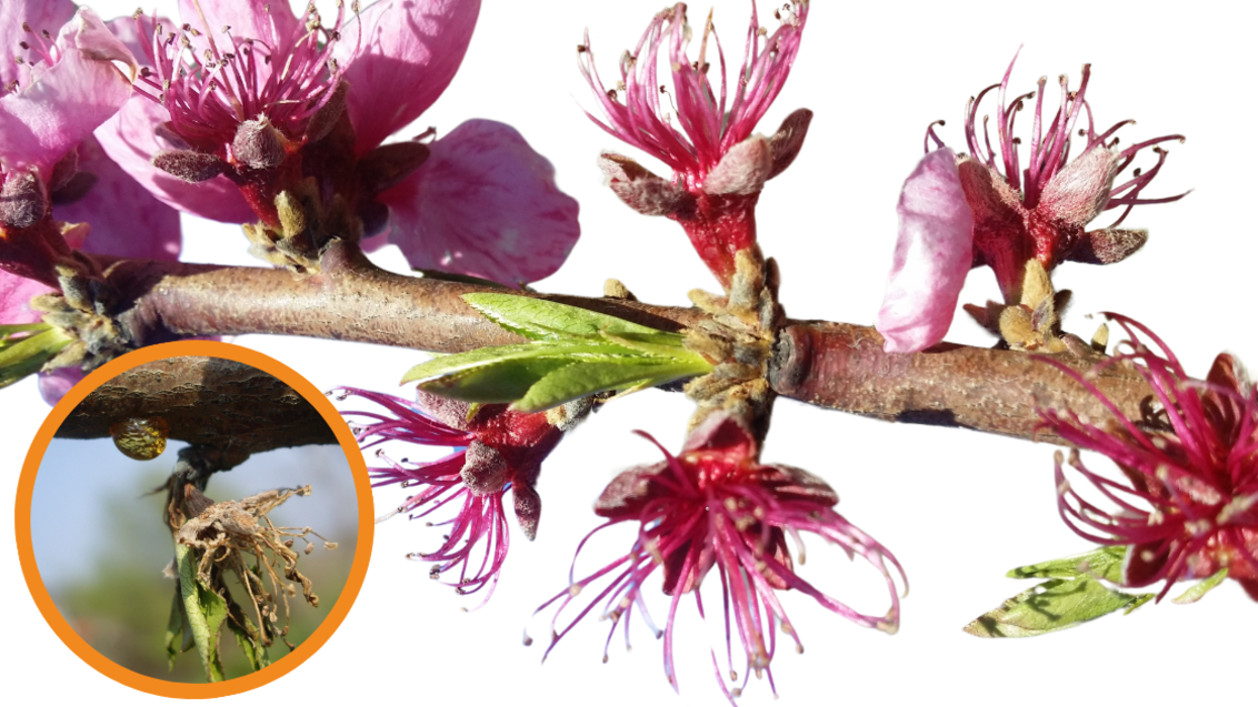 Chorus WG 50 je pripravek, ki vrhunsko deluje na cvetno monilijo. Odmerek Chorusa je 0,6 kg/ha (60 g/100 l vode). Za preprečevanje cvetne monilije škropimo koščičarje (breskve, marelice, slive; za češnje in višnje ga ne priporočamo) tik pred začetkom cvetenja in še enkrat v cvet. Če je obdobje cvetenja daljše in so padavine v tem času pogoste, je treba škropljenje v cvet ponoviti. 
