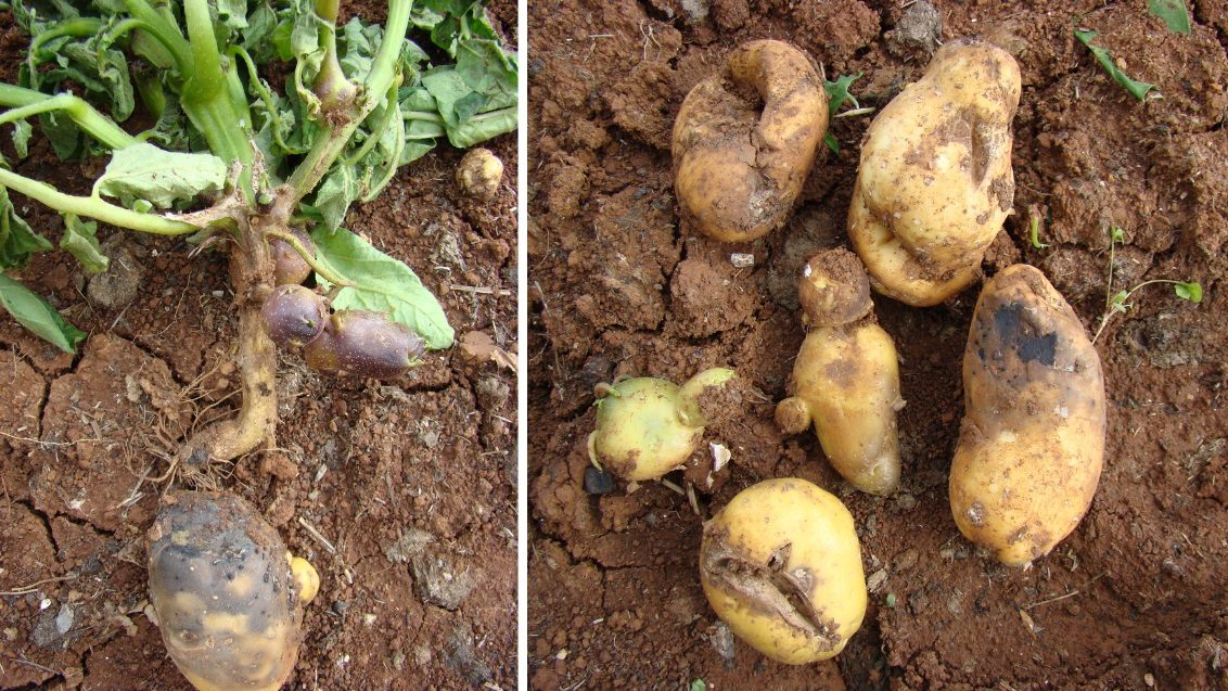Glivična bolezen, ki se pojavlja praktično vsako leto v pridelavi krompirja. Močna infekcija krompirjevega nasada lahko povzroči zmanjšanje pridelka tudi do 20-50 %. Bolezen se prenaša z okuženim semenom, vir okužbe pa so tudi tla in gostiteljske rastline (Solanacea vrst), rastlinski ostanki na krompirišcu.