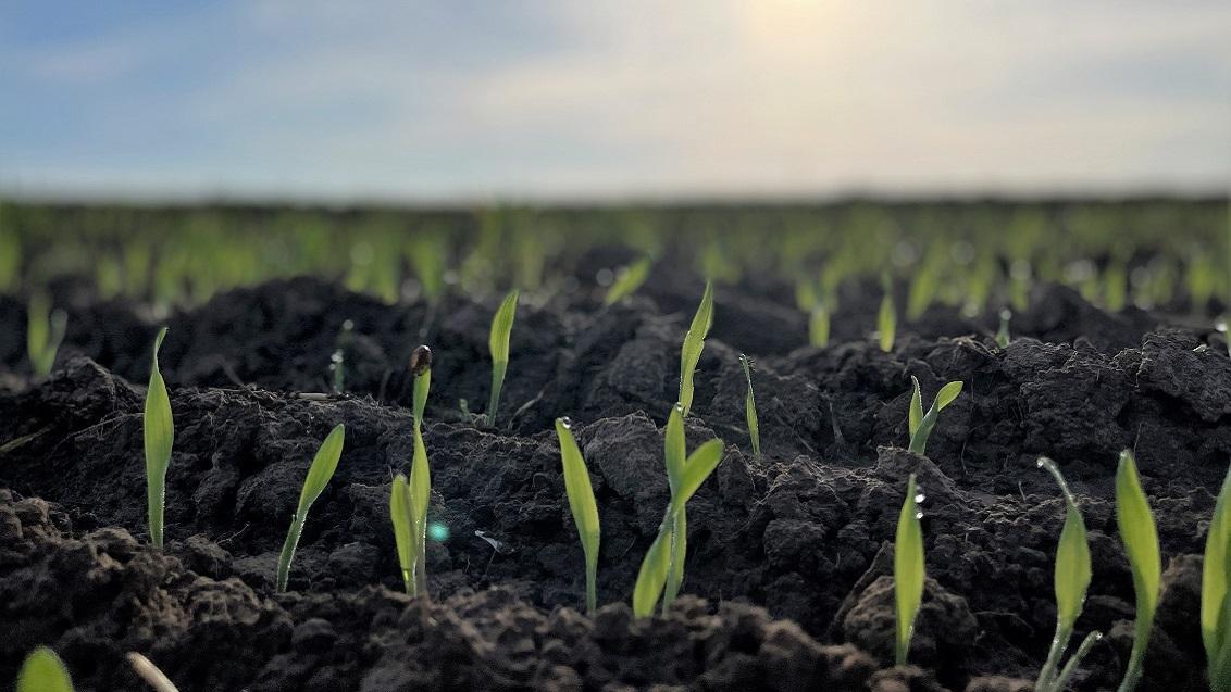 HYVIDO je krovna blagovna znamka Syngentinega hibridnega ječmena, ki združuje izjemno pozitivne agronomske lastnosti rastlin za zdrave in visoke pridelke v vseh pridelovalnih razmerah.