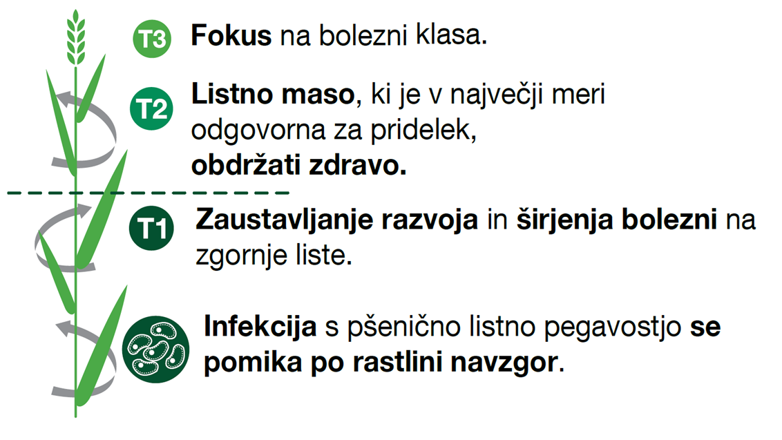 Cilj varstva pšenice pred boleznimi je ohranjanje zdrave listne mase vse do konca sezone. Bolezni v povprečju zmanjšujejo pridelek pšenice za več kot 30 %, v ugodnih letih za njhov razvoj pa še veliko več. Poleg tega izredno negativno vplivajo na kakovost pridelanega zrnja.