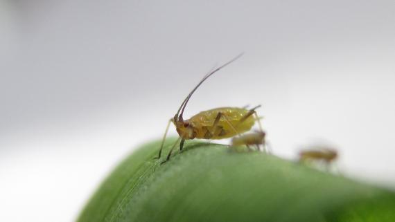 ita napada veliko vrst listnih uši, le nekaj pa jih je lahko gospodarsko nevarnih/pomembnih. Listne uši z izsesavanjem celičnega soka zmanjšujejo količino in kakovost pridelka, nekatere vrste pa prenašajo tudi viruse.
