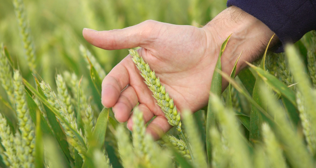 ELATUS™ Eraje nov, najmočnejši SDHI fungicid, ki zagotavlja popolno varstvo žit proti glavnim