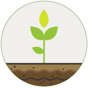 Ustrezen biostimulator lahko okrepi razlicne biološke procese v rastlinah, pomaga ohranjati asimilacijske in presnovne funkcije rastlin ter s tem pripomore k stabilizaciji ravni kakovosti in ohranjanju tržne vrednosti pridelka.