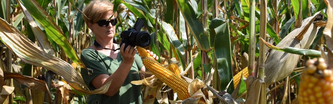 Hibridi koruze iz skupine Artežien zagotavljajo visoke in stabilne pridelke ter zelo dobre agronomske lastnosti.
