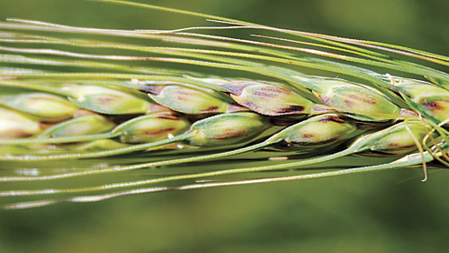 Za preventivno varstvo pred rjavenjem pšeničnih plev priporočamo pripravek Elatus Era, ki s svojim učinkovitim in dolgotrajnim delovanjem uspešno kontrolira bolezni klasa in vpliva na podaljšano nalivanje zrnja, s tem pa na višje, bolj kakovostne pridelke