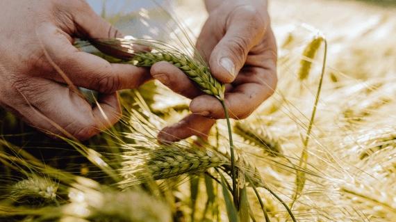 HYVIDO je krovna blagovna znamka Syngentinega hibridnega ječmena, ki združuje izjemno pozitivne agronomske lastnosti rastlin za zdrave in visoke pridelke v vseh pridelovalnih razmerah.