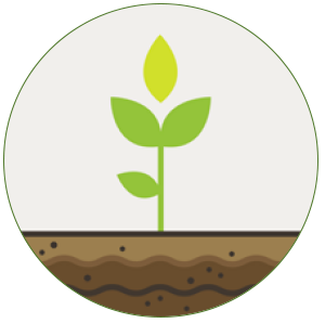 Ustrezen biostimulator lahko okrepi razlicne biološke procese v rastlinah, pomaga ohranjati asimilacijske in presnovne funkcije rastlin ter s tem pripomore k stabilizaciji ravni kakovosti in ohranjanju tržne vrednosti pridelka.