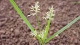 Užitna ostrica, Enoletni in trajni travni pleveli