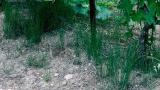 Razrasla preslica, Trajne dvokalicnice (širokolistni pleveli)