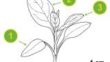 Navadna barvilnica, Trajne dvokalicnice (širokolistni pleveli)