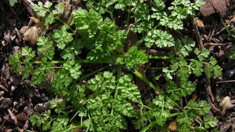 Oslovska krebuljica, Enoletne dvokalicnice (širokolistni pleveli)