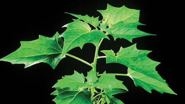 Izrodna metlika, Enoletne dvokalicnice (širokolistni pleveli)