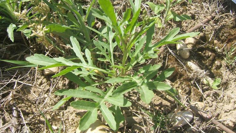 Tankolistni dvoredec, Trajne dvokalicnice (širokolistni pleveli)