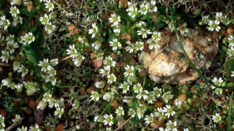 Spomladanska kokošnica, Enoletne dvokalicnice (širokolistni pleveli)