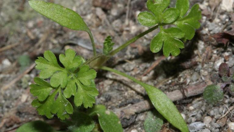 Vitičasta rosnica, Enoletne dvokalicnice (širokolistni pleveli)